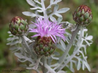 Centaurea plateada
