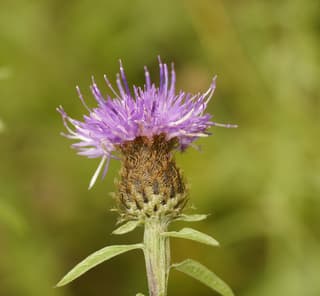 Centaurea negra