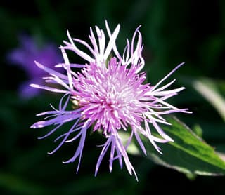 Tyrol Knapweed