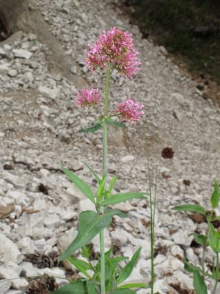 Red Valerian