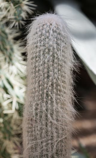 Old Man Cactus