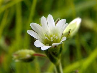 Common mouse-ear chickweed