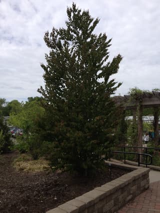 Árbol de Katsura