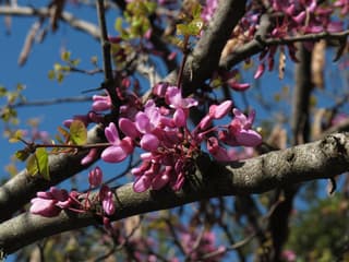 Árbol del amor