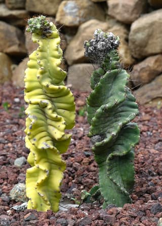 Spiral Cactus