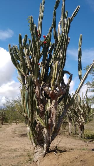 Mandacaru