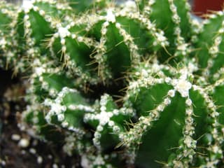 Giant Peruvian Cereus