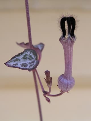 Rosary Vine