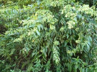 Night-blooming jasmine