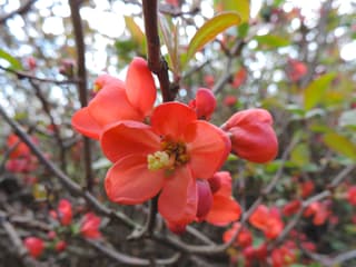 Marmelinho-ornamental