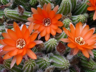 Cactus cacahuete