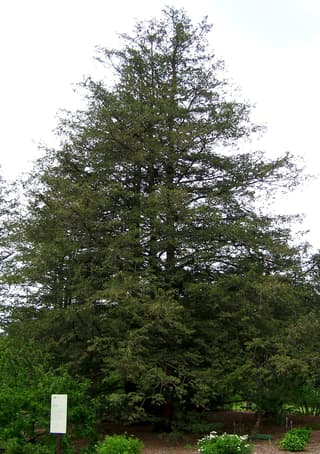 Cyprès de Sawara