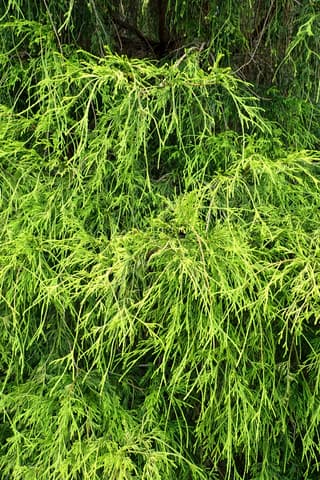 Falso-cipreste-dourado