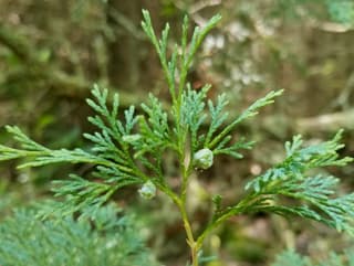 Atlantic White Cedar