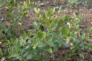 Leatherleaf