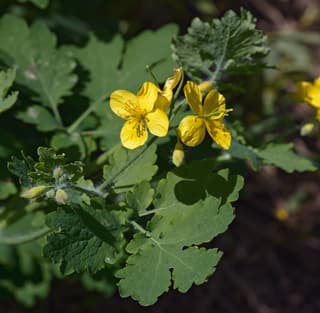 Celidônia