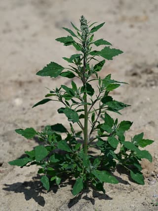 Lamb's Quarters