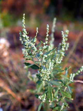 Pitseed goosefoot