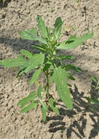 Cenizo de hoja de higuera