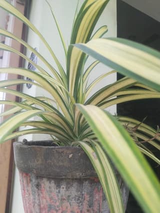 Clorofito / Gravatinha (gênero)