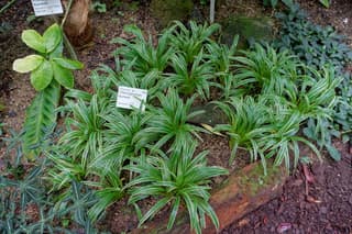 Zebra Grass Spider Plant