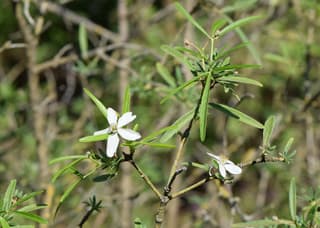 Mexican Orange Blossom (genus)