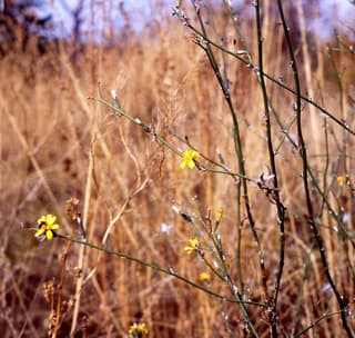 Achicoria dulce