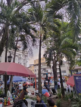 Palma areca