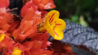 Chryzothemis sličná