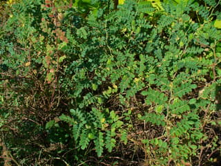 Grão-de-bico
