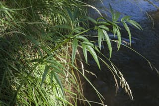 Cicuta acuática