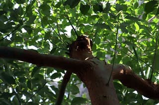 Cinnamomum camphora