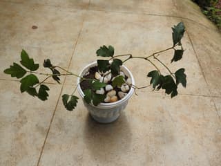 Cissus / Cipó (gênero)