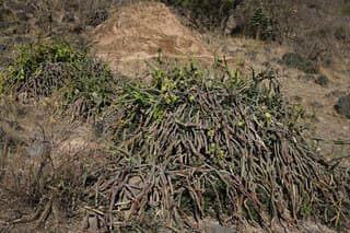Uva de Potrero