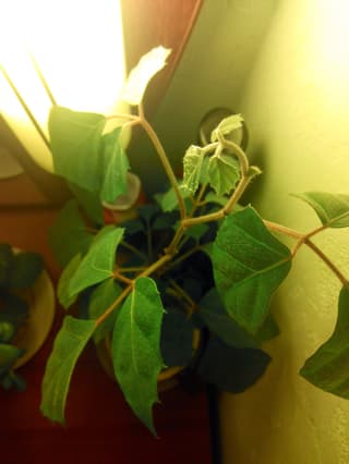 Parreira-de-interior