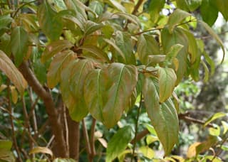 Fiddlewood