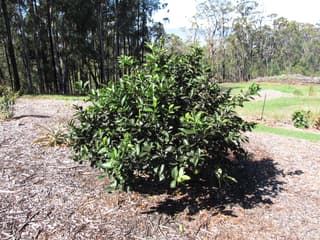 Lime Persiano
