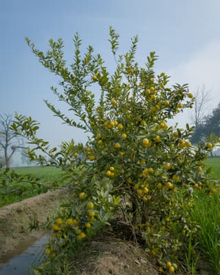 Lemon Tree