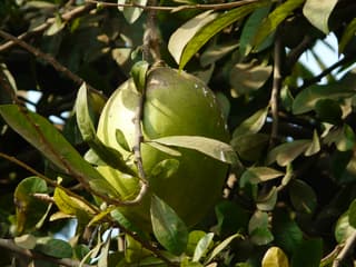 Pomelo