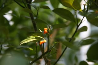 Calamondin