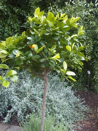 Sweet Orange