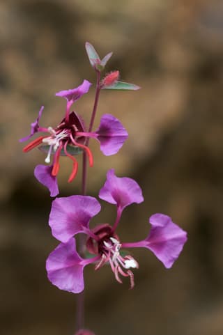 clarkia elegante