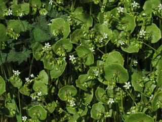 Miner's Lettuce