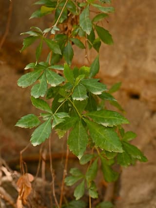 Grape Ivy