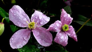 Anemone Clematis