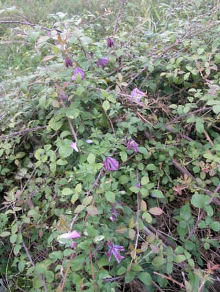 Italian Clematis