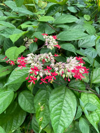Clerodendro (gênero)