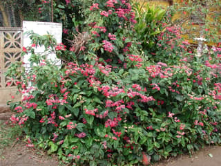 Red Bleeding Heart Vine