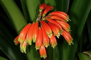 Clivia péndula