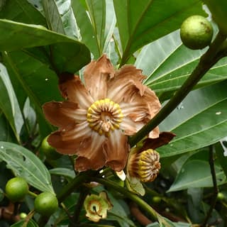 Clusia de flor grande